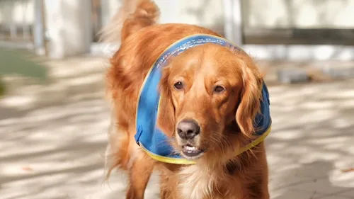 Des chiens renifleurs de Covid-19 dans le Haut-Rhin 